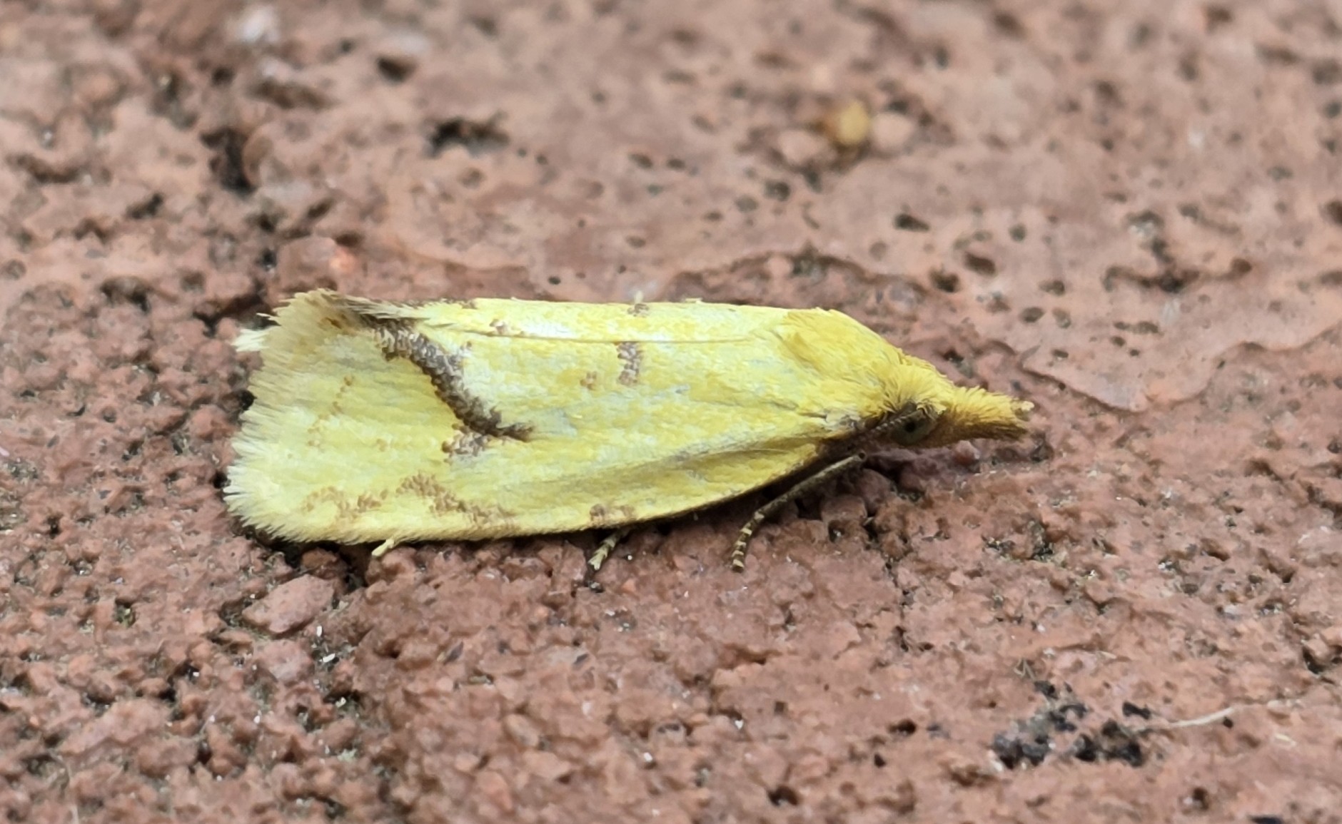 Photo of Common Yellow Conch (Agapeta hamana)